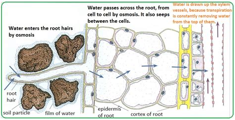 How Water Moves Through Plants Diagram Root Conduction Socra