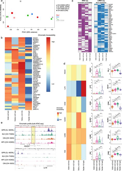 Heterogenous Chromatin Accessibility Profiles Characterise Responses