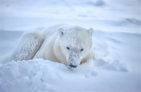 Wist Je Dat Stichting Polar Bears Mede Dankzij Aquazoo Ijsberen In De