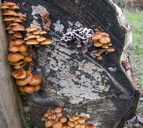 Log Fungi Fungi Growing On A Log Ray Duffill Flickr