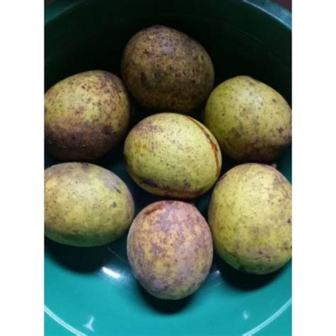 Jual Buah Limus Atau Buah Bacang Muda Langsung Di Petik Dari Pohonnya