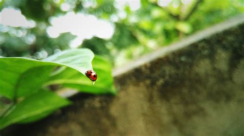 無料画像 木 自然 森林 草 ブランチ 工場 太陽光 葉 花 野生動物 緑 ジャングル 作物 昆虫 植物学