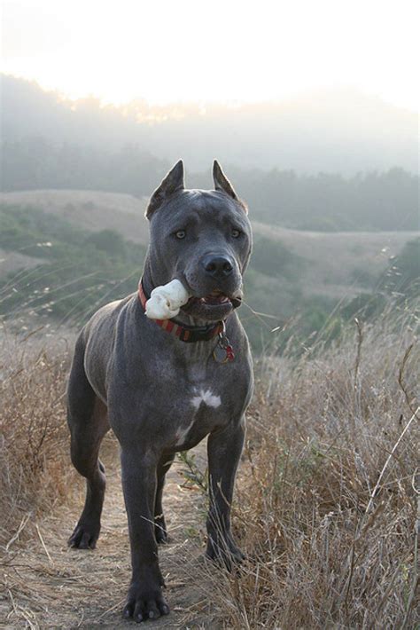 La Raza De Perros Cane Corso Mucho Más Tierno De Lo Que Se Cree Mascotas