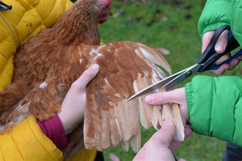 How To Clip A Chickens Flight Feathers Easily And Safely The Hens