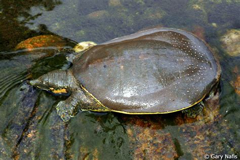 California Turtles Photo Index