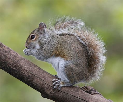 The Gray Squirrel was adopted as the state wild animal game species of Kentucky in 1968 - The ...