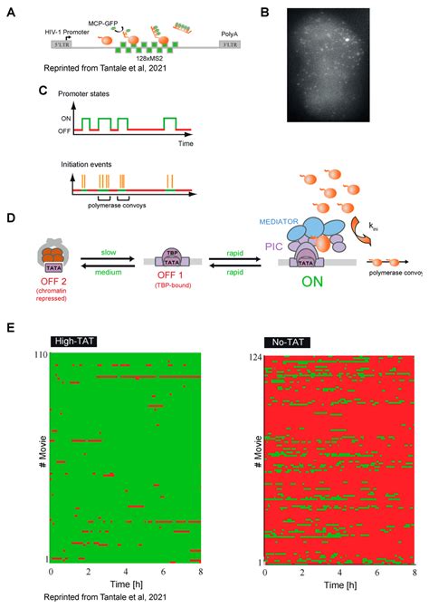 Transcriptional Bursting Of Hiv A Hiv Reporter Tagged With