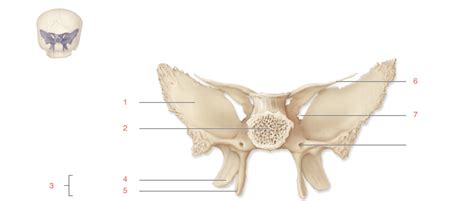 Sphenoid Bone Posterior View Diagram Quizlet