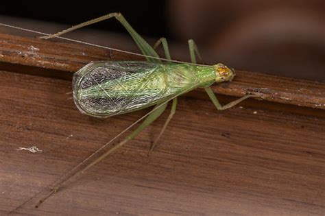 Snowy Tree Cricket Oecanthus Fultoni Bugguide