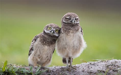 壁紙、鳥類、フクロウ、burrowing Owl、2 二つ、可愛い、動物、ダウンロード、写真