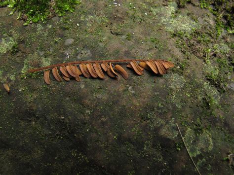 Albizia Carbonaria Plantas Comunes En Medellín · Naturalista Colombia