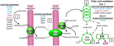 Long Chain Fatty Acid Activation Entry Into Mitochondria And Download Scientific Diagram