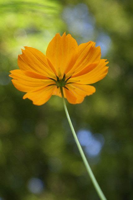 35 Different Types Of Orange Flowers Artofit