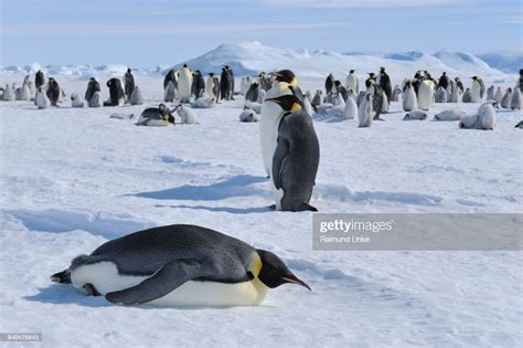 Emperor Penguins Aptenodytes Forsteri Penguin Colony With Adults And Chicks Snow Hill Island