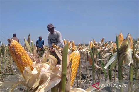 Jelang Panen Raya Jagung Di Grobogan Pemkab Berharap Harga Tak Jatuh