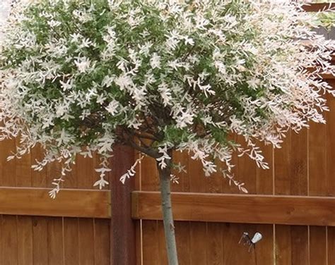 Variegated Dappled Willow Tree Salix Integra Hakuro Nishiki Feet