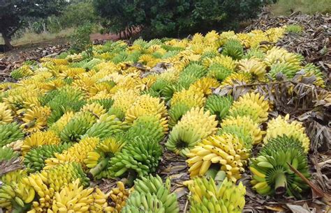 Produtores de frutas do Vale do São Francisco estimam R 570 milhões em