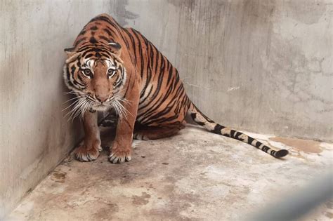 Tigre De Bengala Le Arrancó La Mano A Su Cuidadora La Lengua Caribe