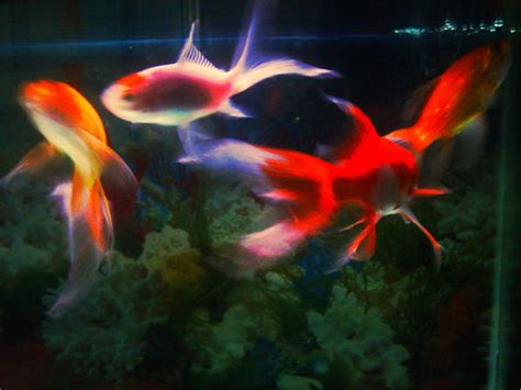 Magical Fishes By Swanbell On Deviantart