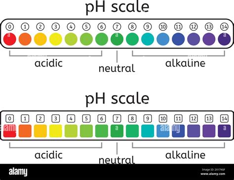 Vector Ph Scale Set Of Acidic Neutral And Alkaline Value Chart For