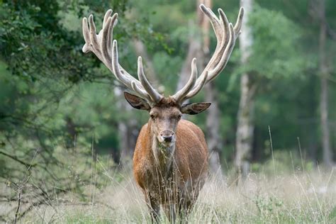 Premium Photo | Ed deer (cervus elaphus) with antlers growing in velvet