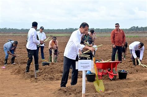 Tanam Tebu Perdana Di Merauke Presiden Pemerintah Fokus Kembangkan