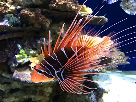 Lionfish Care - Pet Ponder