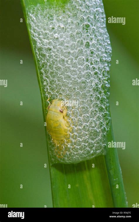 Meadow Spittlebug Nymph