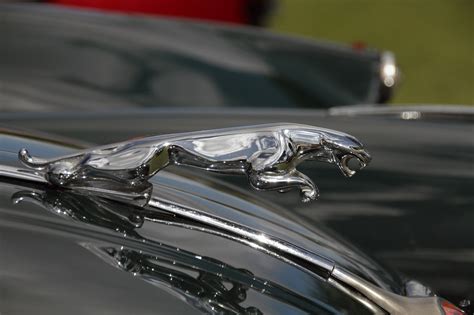 Jaguar, emblem, car, chrome, classic - free image from needpix.com