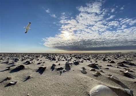 Amrum Sky Gull - Free photo on Pixabay - Pixabay