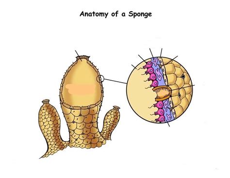 Phylum Porifera Diagram Quizlet