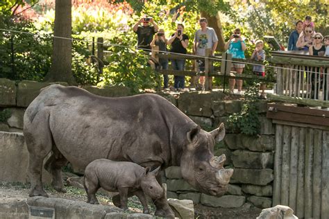 Cleveland Zoo Summer Camps 2024 Cara Benedetta