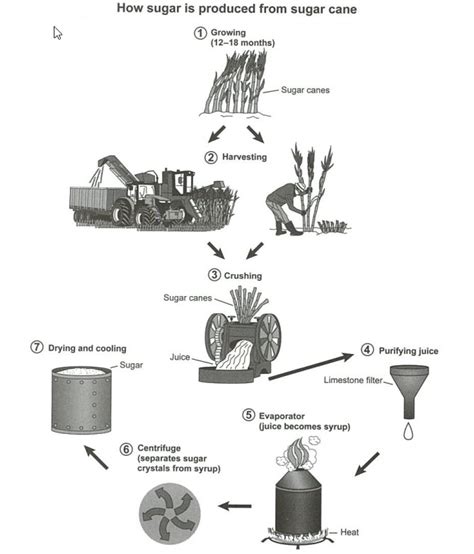 IELTS Writing Task 1 Academic Sample (Process Diagram), Band 9 - IELTS ...