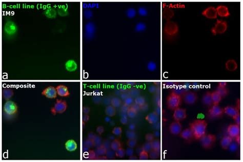 F Ab Goat Anti Human Igg Fc Secondary Antibody Alexa Fluor