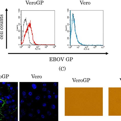 Expression Of Ebov Gp In Vero Cells A Flow Cytometric Analysis Vero