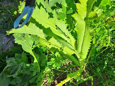 What are these 2 plants? | Bunnings Workshop community