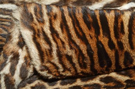 Siberian tiger fur coat stock photo. Image of felines - 47783776