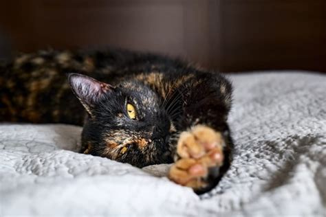 170 Tortoiseshell Cat Names That Are On Point | Great Pet Care