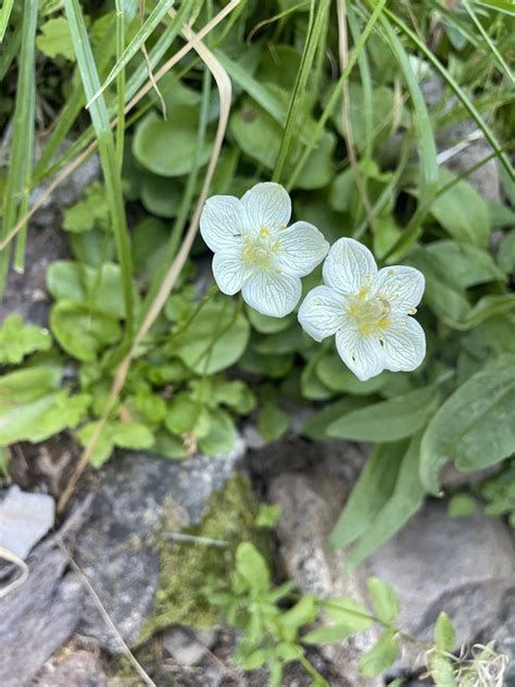 Marsh Grass Of Parnassus From Tahoe National Forest Truckee Ca Us On