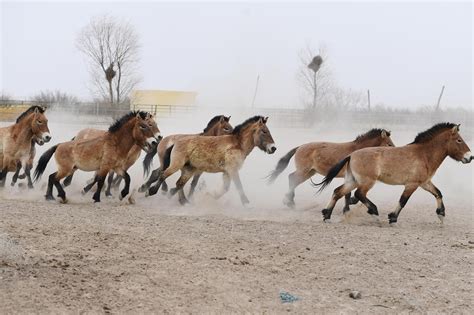 From 24 to 634: The Przewalski's horse returns to the wild - CGTN