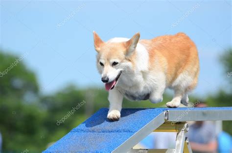 Pembroke Welch Corgi at a Dog Agility Trial — Stock Photo © herreid ...