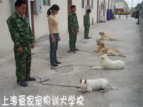 上海训犬基地 上海狗学校 上海训狗 上海宠物训练 上海宠物培训 上海爱家宠物训犬学校