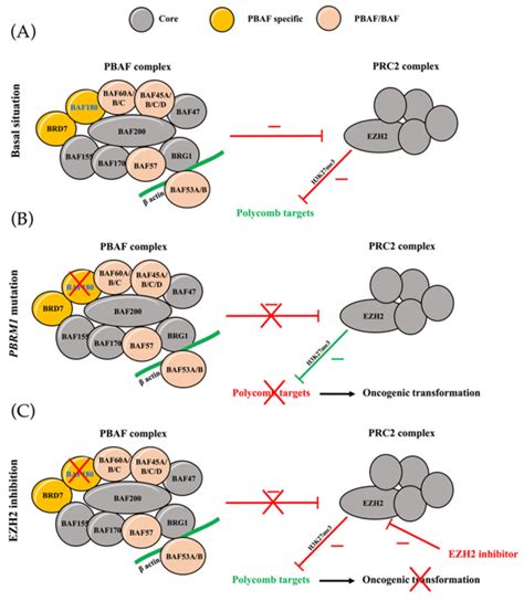 Inter Relationship Between Prc And Swi Snf Complexes The Swi Snf