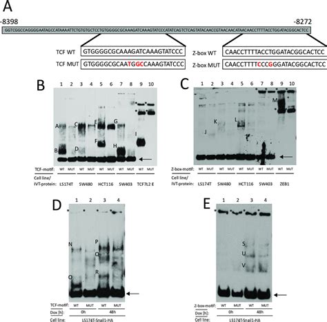 12 Analysis Of Protein Binding To The Tcflef And The Z Box Motifs In Download Scientific