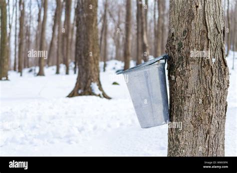 Maple Tree Sap Hi Res Stock Photography And Images Alamy