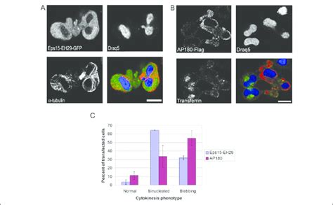 Inhibition Of Clathrin Mediated Endocytosis Induces Cytokinesis