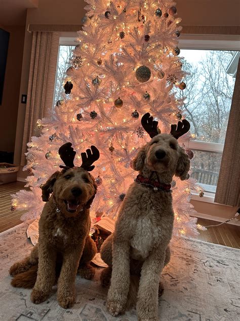 Merry Christmas From Our Boys Rgoldendoodles