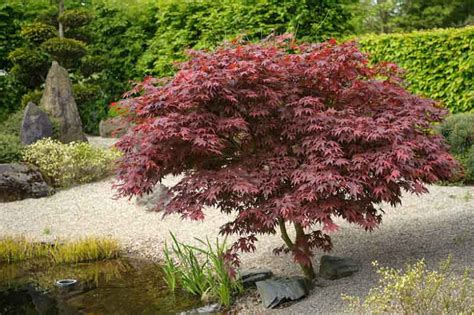 Acer Palmatum Bloodgood Japanese Maple