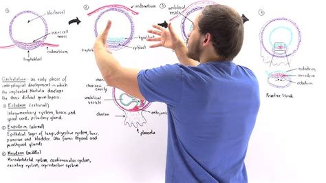 Human Gastrulation Animation