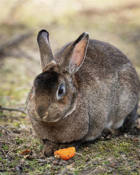 A Brown Dwarf Rabbit Eating A Carrot Photograph By Stefan Rotter Fine